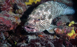 Maldives 2021 - Merou a quatre selles - Foursaddle grouper - Epinephelus spilotoceps - DSC00486_rc